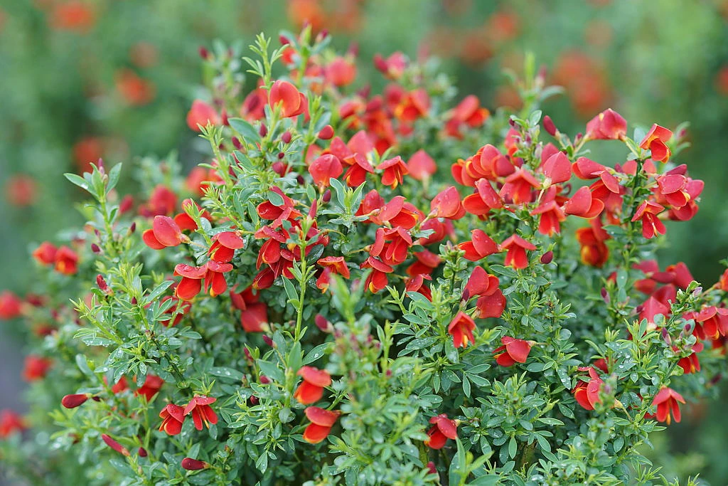 Sister Redhead® Scotch Broom - 4" Pot - Cytisus - Proven Winners 1 Sister Redhead® Scotch Broom - 4" Pot - Cytisus - Proven Winners