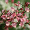 Sister Rosie® Scotch Broom - 4" Pot - Cytisus - Proven Winners