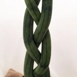 'Snake In A Bag' Braided Snake Plant - Sanseveria - 4" Pot Plus Burlap Bag -Outlet Buds Grow Store snakeinbag11 19982.1628788351
