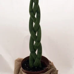 'Snake In A Bag' Braided Snake Plant - Sanseveria - 4" Pot Plus Burlap Bag -Outlet Buds Grow Store snakeinbag12 65558.1628788351
