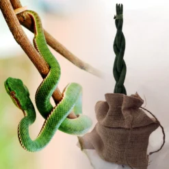 'Snake In A Bag' Braided Snake Plant - Sanseveria - 4" Pot Plus Burlap Bag