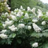 Snow Queen Oakleaf Hydrangea - 4" Pot - White Blooms