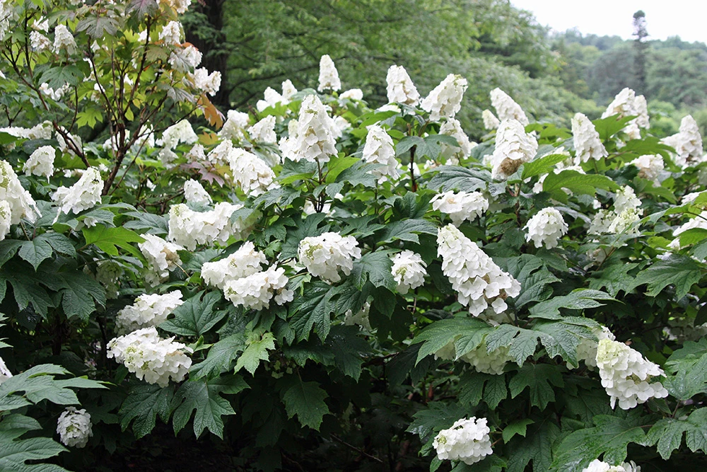 Snow Queen Oakleaf Hydrangea - 4" Pot - White Blooms 1 Snow Queen Oakleaf Hydrangea - 4" Pot - White Blooms