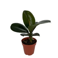 Sofia Rubber Tree - Ficus Elastica - 4" Pot