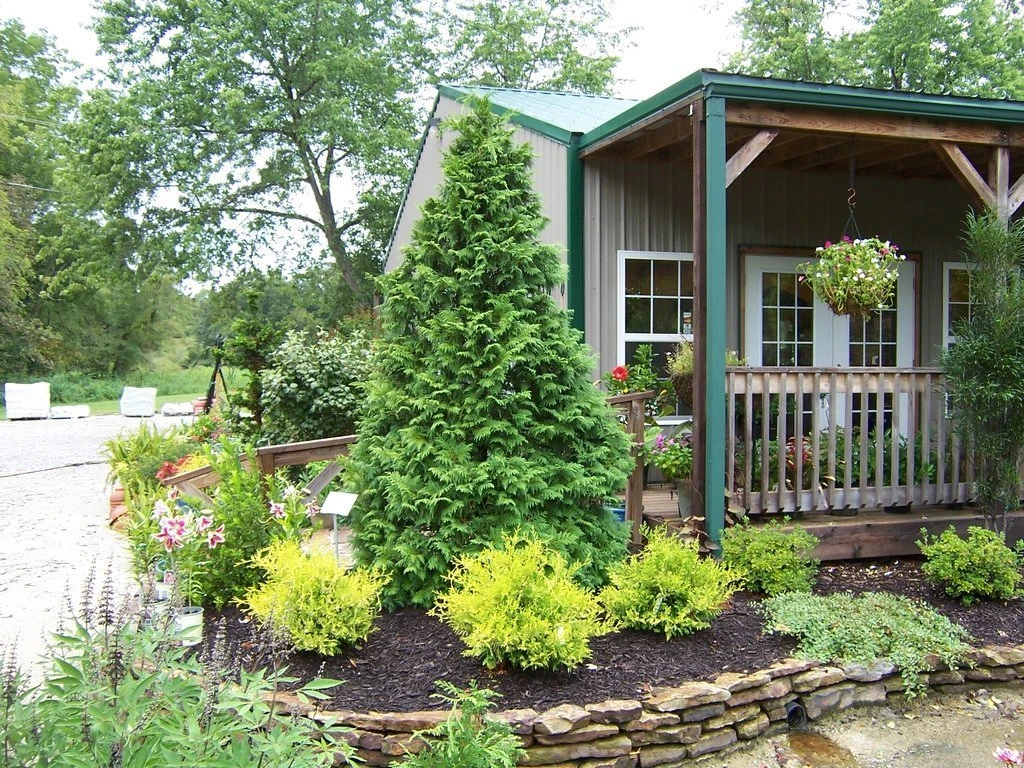 Soft Serve® False Cypress - Chamaecyparis - 4" Pot - Proven Winners 2 Soft Serve® False Cypress - Chamaecyparis - 4" Pot - Proven Winners - Image 2