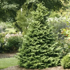 Soft Serve® False Cypress - Chamaecyparis - 4" Pot - Proven Winners