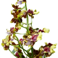 Space Race CoCo Orchid - Oncidium Hybrid - 4" Pot - Collector Orchids -Outlet Buds Grow Store spacecocobloomsnew 07424.1693671032