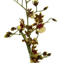 Space Race CoCo Orchid - Oncidium Hybrid - 4" Pot - Collector Orchids