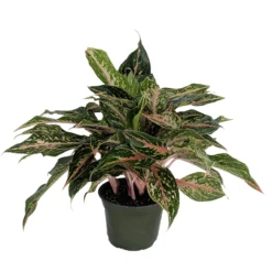 Sparkling Sarah Chinese Evergreen Plant - Aglaonema - Grows In Dim Light - 5" Pot
