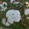 Spice Baby™ Korean Spice Viburnum - Proven Winners