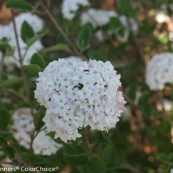 Spice Baby™ Korean Spice Viburnum - Proven Winners