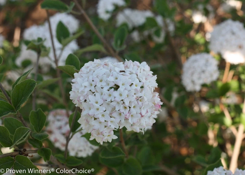 Spice Baby™ Korean Spice Viburnum - Proven Winners 1 Spice Baby™ Korean Spice Viburnum - Proven Winners