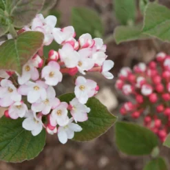 SPICE GIRL® Korean Spice Viburnum - 4" Pot - Proven Winners