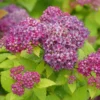 DOUBLE PLAY® DOLLY™ - Spiraea Japonica - Proven Winners - 4" Pot