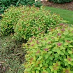 DOUBLE PLAY® DOLLY™ - Spiraea Japonica - Proven Winners - 4" Pot -Outlet Buds Grow Store spiraea double play dolly p1184164 800x800 8db5de9 71520.1688078409