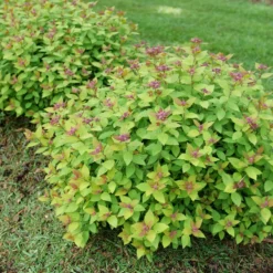DOUBLE PLAY® DOLLY™ - Spiraea Japonica - Proven Winners - 4" Pot -Outlet Buds Grow Store spiraea double play dolly p1184166 800x800 08c16ce 40945.1688078409