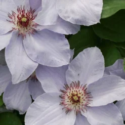 Still Waters™ Clematis - 4" Pot - Proven Winners
