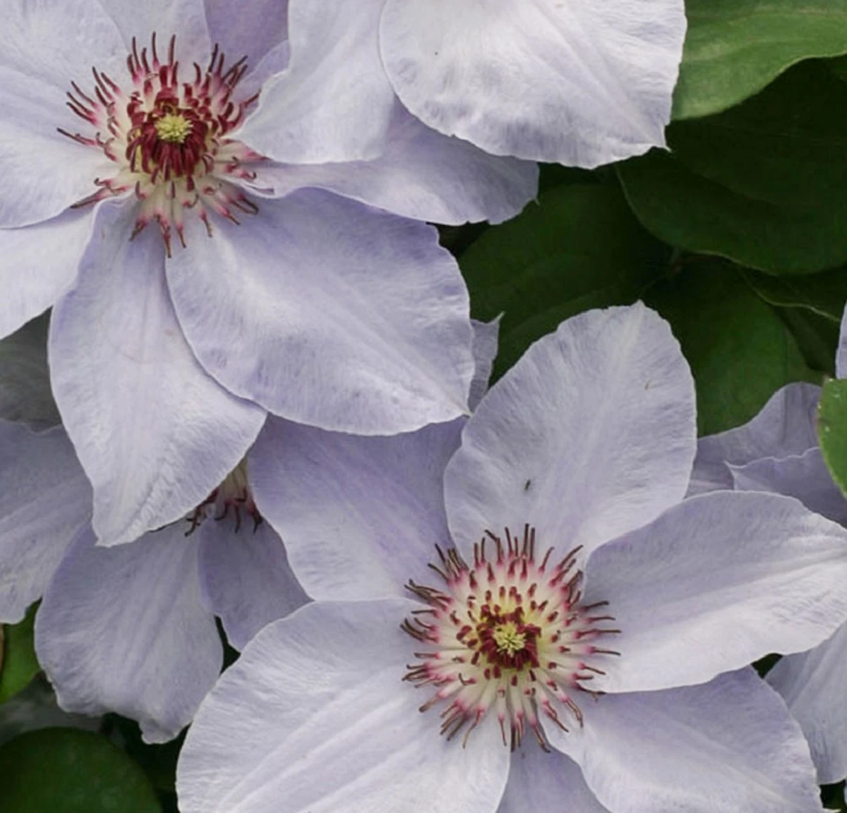 Still Waters™ Clematis - 4" Pot - Proven Winners 1 Still Waters™ Clematis - 4" Pot - Proven Winners