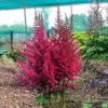Strawberry Cake Astilbe - Shade Perennial - Live Plant - Gallon Pot