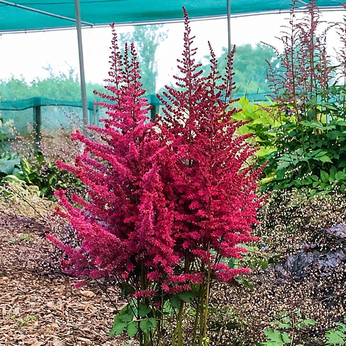 Strawberry Cake Astilbe - Shade Perennial - Live Plant - Gallon Pot 1 Strawberry Cake Astilbe - Shade Perennial - Live Plant - Gallon Pot