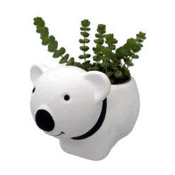 Succulent Bear Ceramic Pot - 3" X 5.75" X 3.75" - With Live Succulent Plant