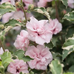 Sugar Tip® Hibiscus Rose Of Sharon - Creamy/White Tips - Proven Winners - 4" Pot 6 Sugar Tip® Hibiscus Rose Of Sharon - Creamy/White Tips - Proven Winners - 4" Pot -Outlet Buds Grow Store sugar tip hibiscus 8188 84720.1615344480
