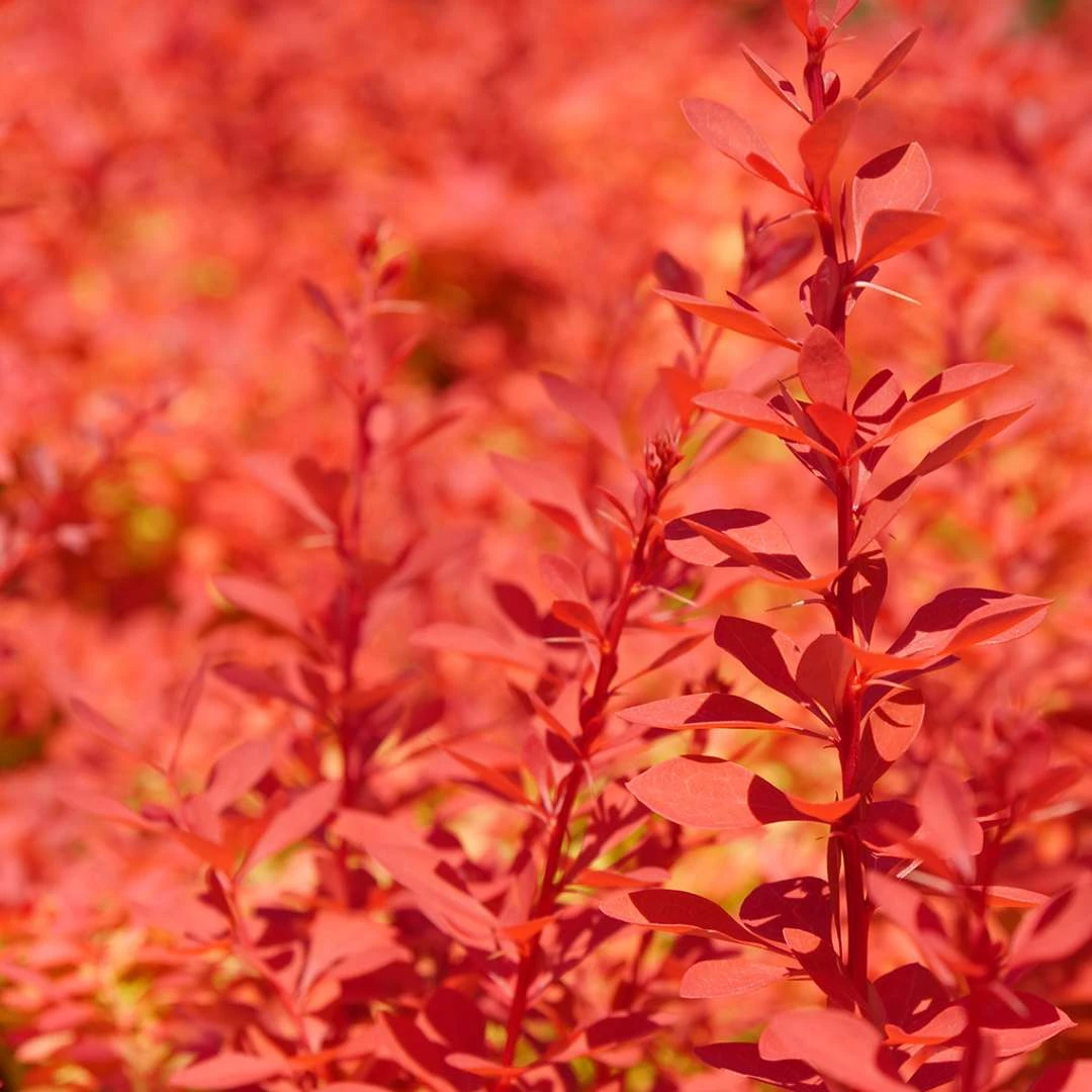 SUNJOY NEO® Barberry - Berberis Thunbergii - Proven Winners - 4" Pot 2 SUNJOY NEO® Barberry - Berberis Thunbergii - Proven Winners - 4" Pot - Image 2