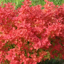 SUNJOY NEO® Barberry - Berberis Thunbergii - Proven Winners - 4" Pot