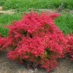 SUNJOY NEO® Barberry - Berberis Thunbergii - Proven Winners - 4" Pot 6 SUNJOY NEO® Barberry - Berberis Thunbergii - Proven Winners - 4" Pot -Outlet Buds Grow Store sunjoy neo barberry berberis 3 1080 1080 60 99316.1615344738