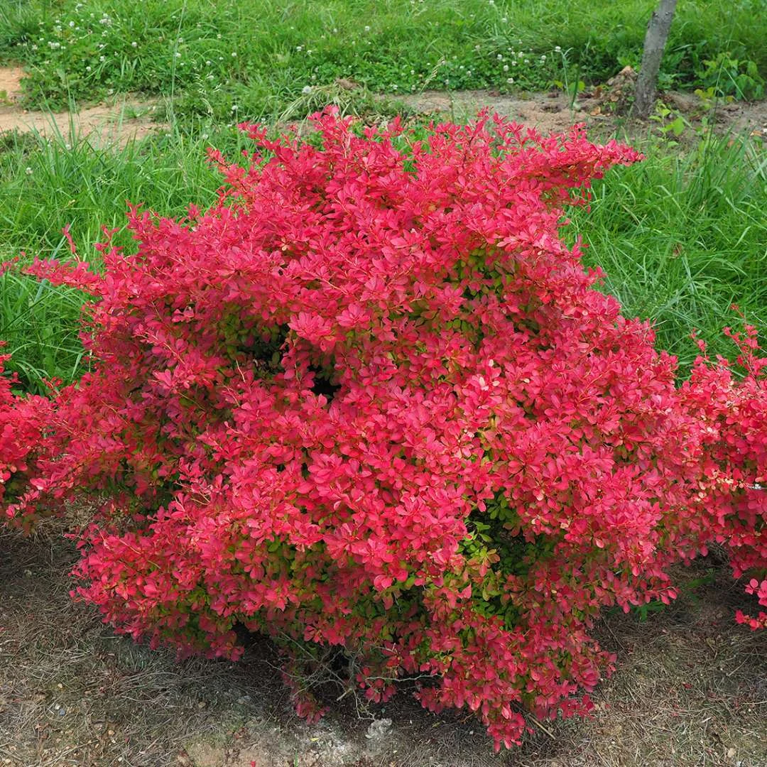 SUNJOY NEO® Barberry - Berberis Thunbergii - Proven Winners - 4" Pot 3 SUNJOY NEO® Barberry - Berberis Thunbergii - Proven Winners - 4" Pot - Image 3
