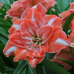 Sunshine Nymph Amaryllis Bulb - 32/34cm Bulb - NEW