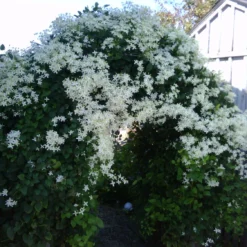 Sweet Autumn Clematis Vine - Clematis Paniculata - Fragrant - 2.5" Pot