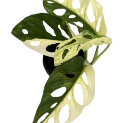 Exotic Variegated Swiss Cheese Plant - Monstera Adansonii Var - 4" Pot -Outlet Buds Grow Store swissvar 74351.1662145543