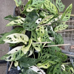 Exotic Variegated Swiss Cheese Plant - Monstera Adansonii Var - 4" Pot -Outlet Buds Grow Store swissvargroup 87813.1662145543