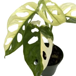 Exotic Variegated Swiss Cheese Plant - Monstera Adansonii Var - 4" Pot
