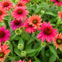Sombrero® Tres Amigos Coneflower Perennial - Echinacea - Gallon Pot