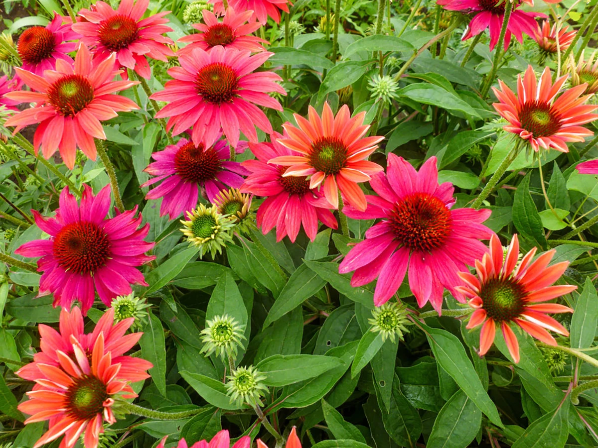 Sombrero® Tres Amigos Coneflower Perennial - Echinacea - Gallon Pot 1 Sombrero® Tres Amigos Coneflower Perennial - Echinacea - Gallon Pot