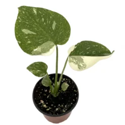 Rare Thai Constellation Philodendron - 4" Pot - Collector's Series