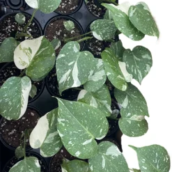 Rare Thai Constellation Philodendron - 4" Pot - Collector's Series 5 Rare Thai Constellation Philodendron - 4" Pot - Collector's Series -Outlet Buds Grow Store thconstegroup 11994.1683715099