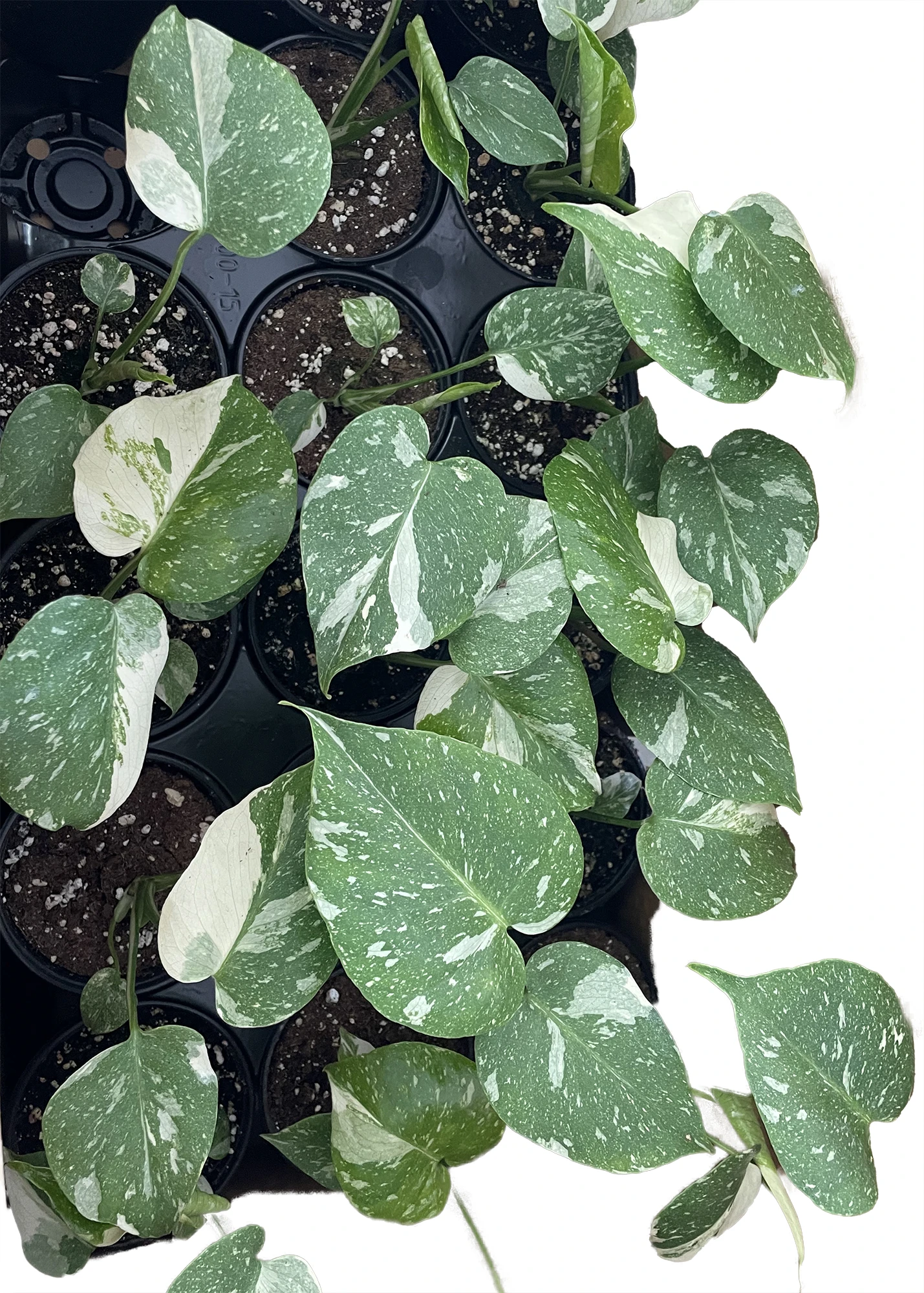 Rare Thai Constellation Philodendron - 4" Pot - Collector's Series 3 Rare Thai Constellation Philodendron - 4" Pot - Collector's Series - Image 3