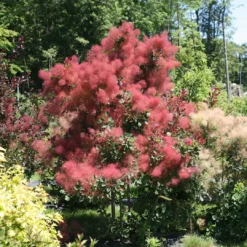 THE VELVET FOG® Smokebush - Cotinus - Red Fall Color! - 4" Pot 8 THE VELVET FOG® Smokebush - Cotinus - Red Fall Color! - 4" Pot -Outlet Buds Grow Store the velvet fog smokebush cotinus 1 1080 1080 60 29465.1615344723