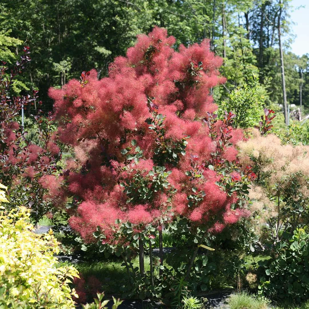 THE VELVET FOG® Smokebush - Cotinus - Red Fall Color! - 4" Pot 4 THE VELVET FOG® Smokebush - Cotinus - Red Fall Color! - 4" Pot - Image 4