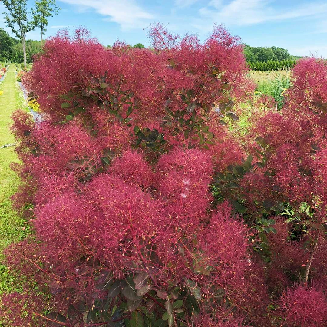 THE VELVET FOG® Smokebush - Cotinus - Red Fall Color! - 4" Pot 2 THE VELVET FOG® Smokebush - Cotinus - Red Fall Color! - 4" Pot - Image 2