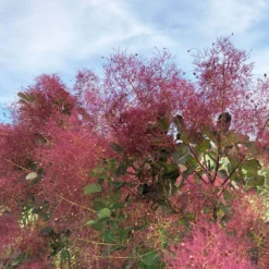 THE VELVET FOG® Smokebush - Cotinus - Red Fall Color! - 4" Pot 7 THE VELVET FOG® Smokebush - Cotinus - Red Fall Color! - 4" Pot -Outlet Buds Grow Store the velvet fog smokebush cotinus 3 1080 1080 60 20382.1615344722