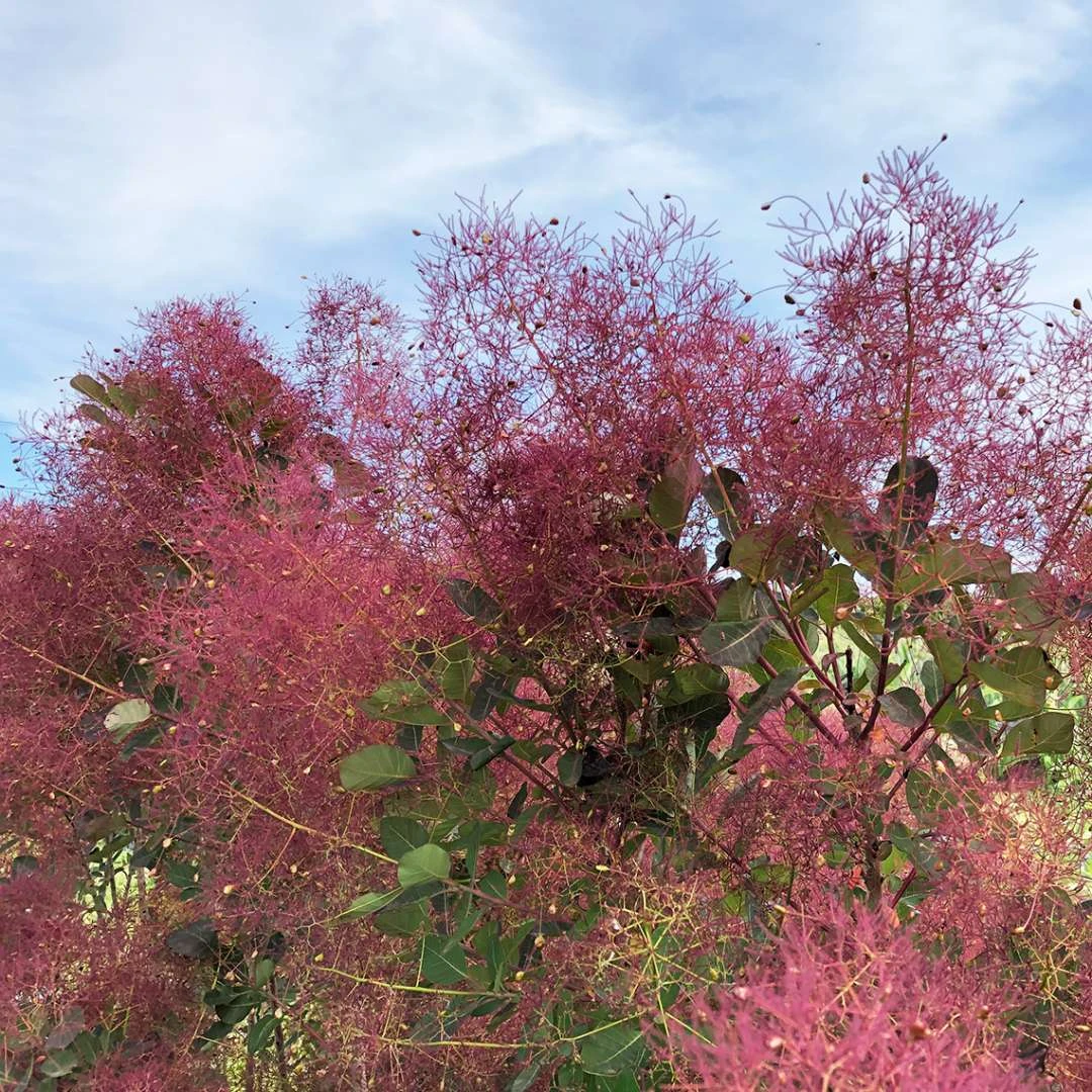 THE VELVET FOG® Smokebush - Cotinus - Red Fall Color! - 4" Pot 3 THE VELVET FOG® Smokebush - Cotinus - Red Fall Color! - 4" Pot - Image 3