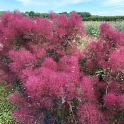 THE VELVET FOG® Smokebush - Cotinus - Red Fall Color! - 4" Pot 9 THE VELVET FOG® Smokebush - Cotinus - Red Fall Color! - 4" Pot -Outlet Buds Grow Store the velvet fog smokebush cotinus 4 1080 1080 60 23524.1615344723