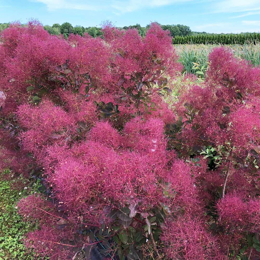 THE VELVET FOG® Smokebush - Cotinus - Red Fall Color! - 4" Pot 5 THE VELVET FOG® Smokebush - Cotinus - Red Fall Color! - 4" Pot - Image 5