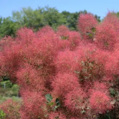 THE VELVET FOG® Smokebush - Cotinus - Red Fall Color! - 4" Pot