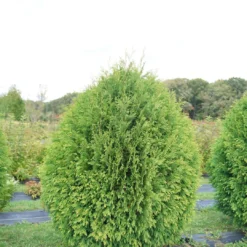 CHEER DROPS® Arborvitae - Thuja - Proven Winners - 4" Pot