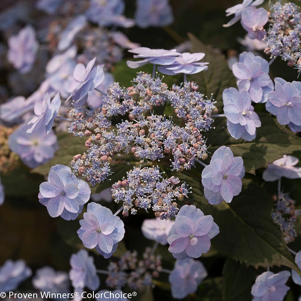 Tiny Tuff Stuff™ Mountain Hydrangea - Proven Winners - 4" Pot 4 Tiny Tuff Stuff™ Mountain Hydrangea - Proven Winners - 4" Pot - Image 4